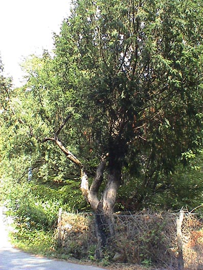  Image name: tasso2.jpg 
 width: 397 pixel 
 height: 529 pixel 
 Size: 94762 bytes 
 Click to enlarge 